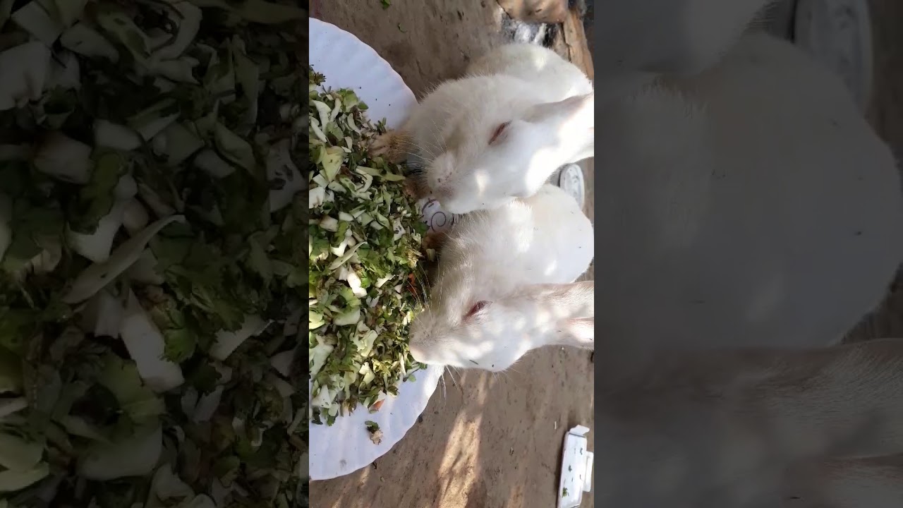 Rabbit eating Vegetables || Cutest Rabbits || For rabbit lovers||🐇🐇🐇🐇