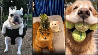 😂 Funniest & Cutest Animals Ever 😹 - Animal Videos: TikTok Funny Dogs and Cats Compilation 2024