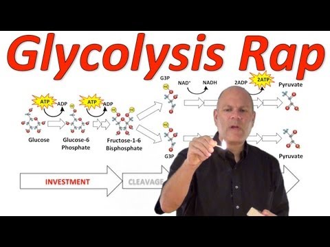 Video: Gir glykolyse co2?