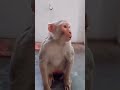 #lucu #fypシ #shortvideo