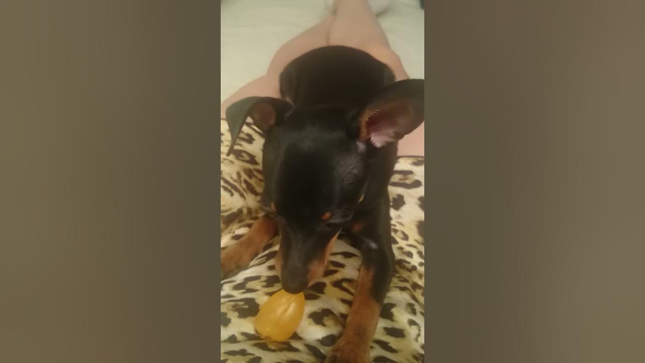 собака в арбузе. животные и мандарины. фрукт чихуахуа. мандарины для здоровья. собака и фрукты.