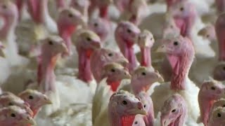 Turkey prices soar ahead of Thanksgiving