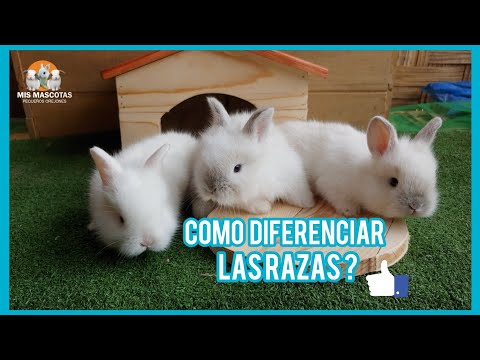 Video: Guía de la raza del conejito: Conejos lanudos de Jersey