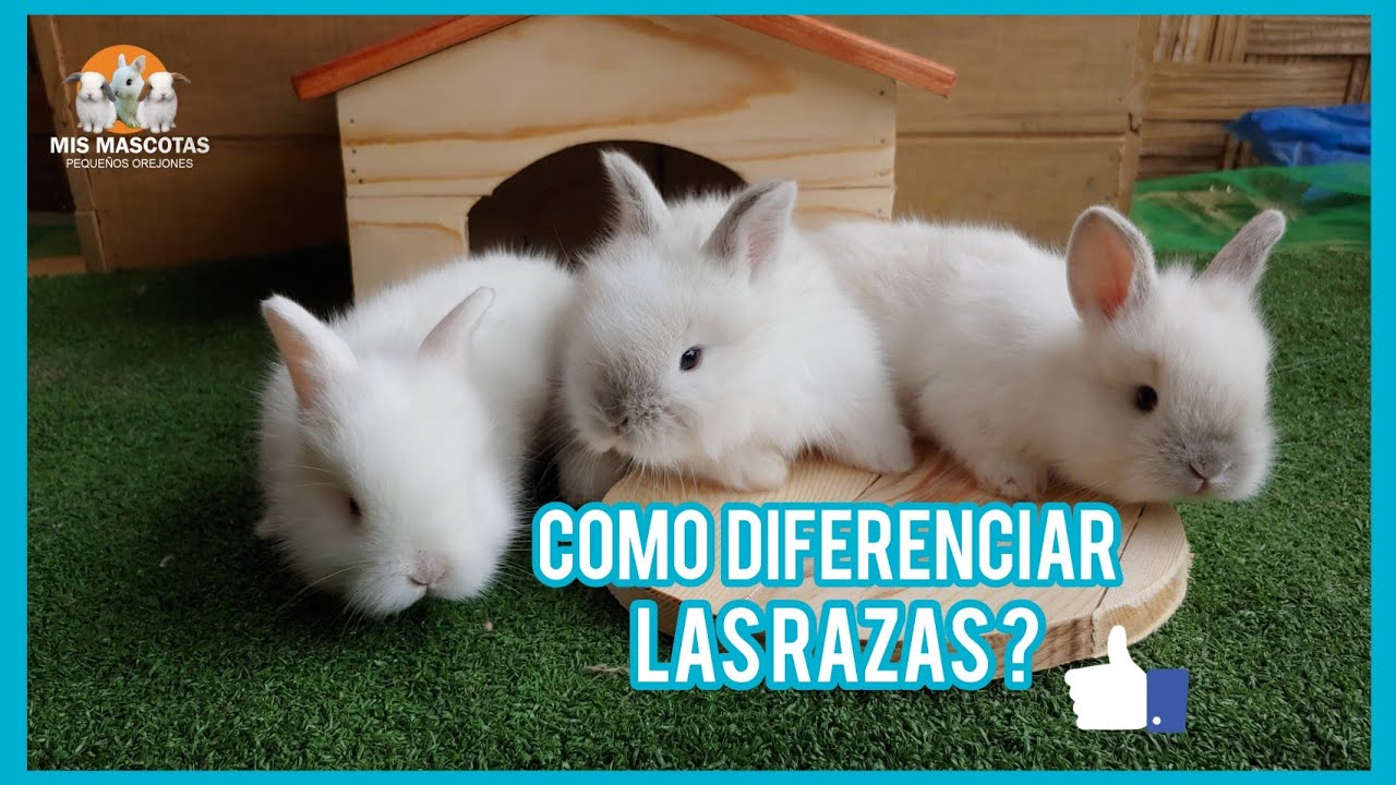COMO DIFERENCIAR RAZAS DE CONEJOS / MOSTRANDO DIFERENTES RAZAS DE CONEJITOS