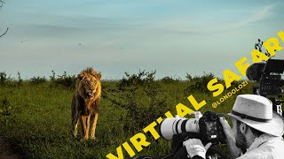 Lion chases Hyena, Leopards Drinking & Saving a fellow Ranger- Londolozi Virtual Safari #187 screenshot 5