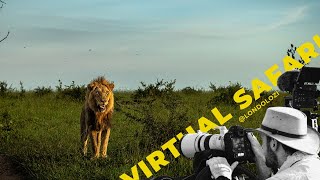 Lion chases Hyena, Leopards Drinking & Saving a fellow Ranger- Londolozi Virtual Safari #187