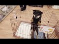 保護犬をお迎えしようかと譲渡会場に行ったら…こんなこともあるんですね