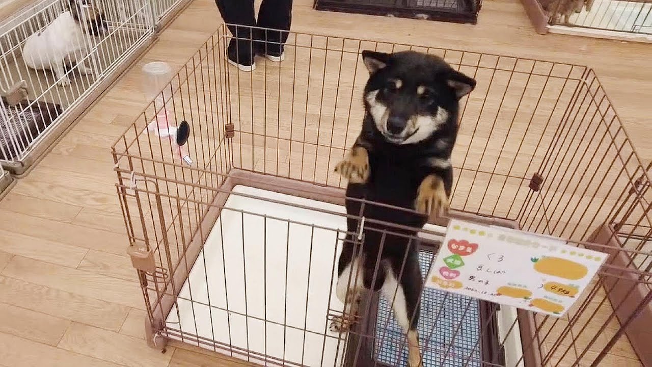 保護犬をお迎えしようかと譲渡会場に行ったら…こんなこともあるんですね