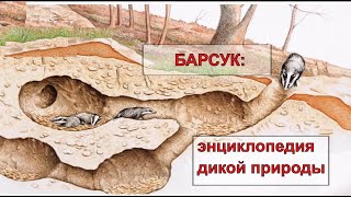 БАРСУК (Meles meles). Энциклопедия дикой природы