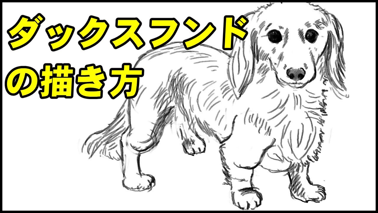 動物の描き方 ダックスフンドのリアルなイラストが誰でも簡単に上手くなる方法ー中学校の美術で使える動物スケッチの書き方のコツ Youtube