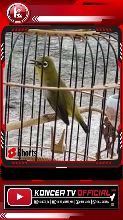 MATA PUTEH AURI VENTER NGALAS LONGG GUN #shortvideo #auriventer  #pleciauringalas #mataputehbird