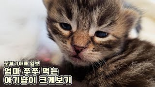 Close up Kittens eating Mama's milk by 꼬부기아빠 Human Cat Tree 2,209 views 5 months ago 3 minutes, 52 seconds