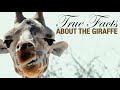 True facts the wacky giraffe