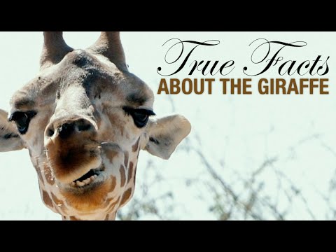 Giraffen bei OLIs Wilde Welt | SWR Kindernetz