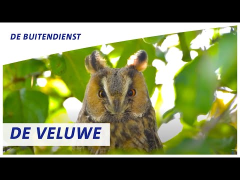 Video: Waarom gebruik ons vernuwe ervarings?