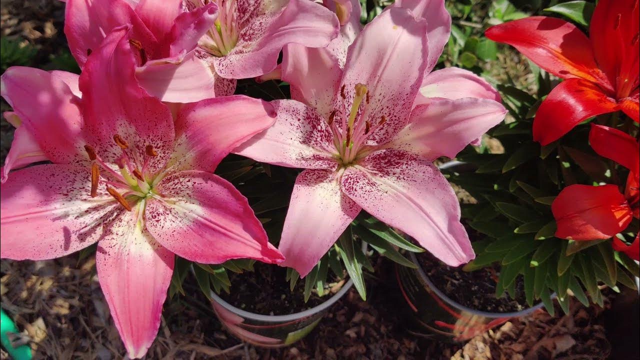 Asiatic Lilies (Lilium Asiatica) and Oriental Lilies What's the Difference? YouTube