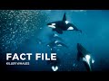 Killer Whale Facts Quiz