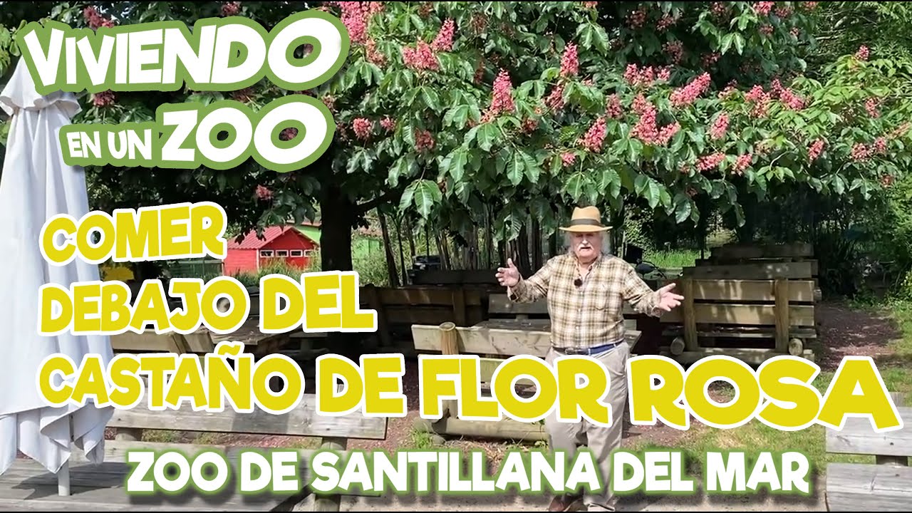 Comer debajo el castaño de flor rosa