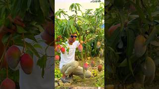 Austing mango varieties | osteen mango #shots