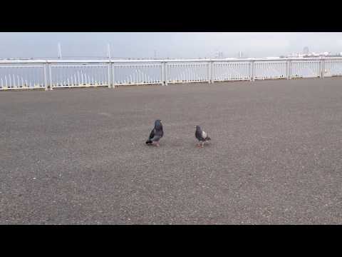 Pigeon Mating Dance