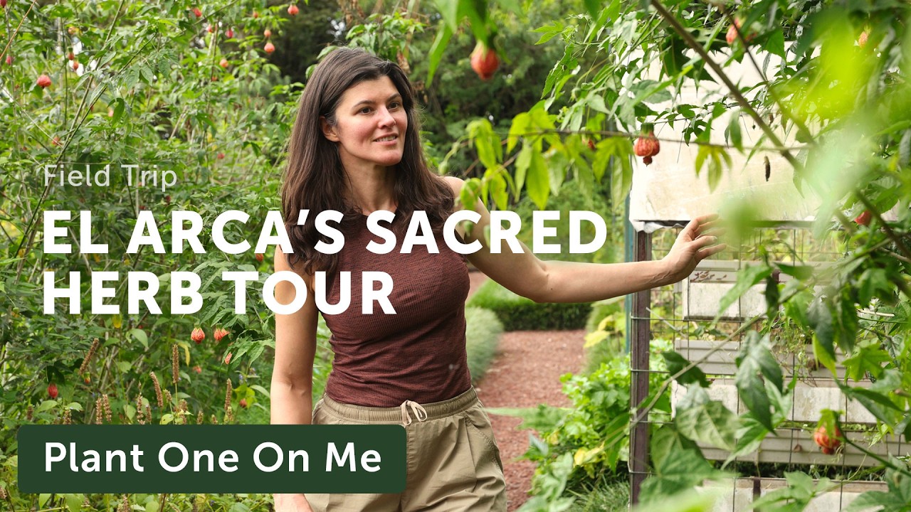 Botanic Garden Focuses on MEDICINAL PLANTS, EDIBLES, and MIND-ALTERING HERBS — Ep. 437