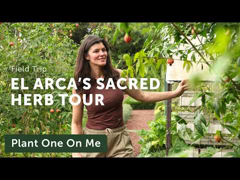 Botanic Garden Focuses on MEDICINAL PLANTS, EDIBLES, and MIND-ALTERING HERBS — Ep. 437