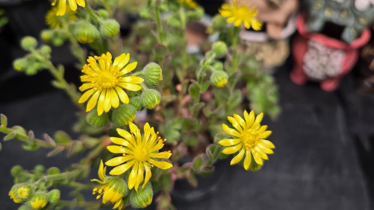 260307 토요일 3월첫날  신비로운 다육의 세계 예쁜 다육이 만날 시간이에요~ 언니들~~💕💕  ☎️010-8835-7281