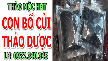 Cách ngâm rượu con bổ củi và thảo dược - thảo mộc hht