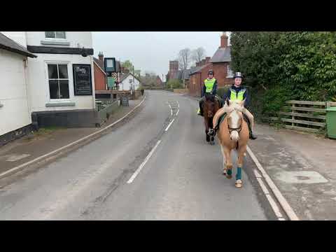 Video: English Hack Horse Breed Hypoallergenic, Health And Life Span