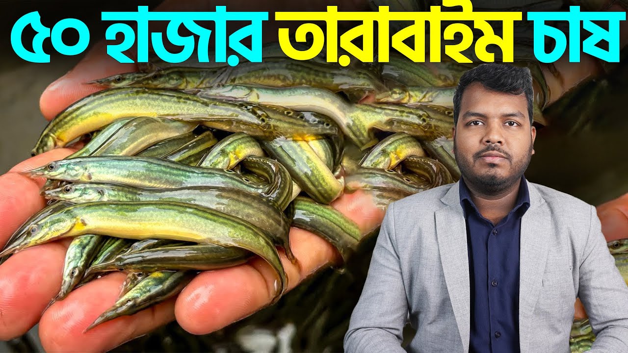 ৫০ হাজার তারাবাইম চাষ || তারাবাইম মাছ চাষের আয়-ব্যয় || Shakib AGRO