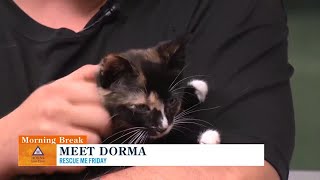 Rescue Me Friday: Dorma