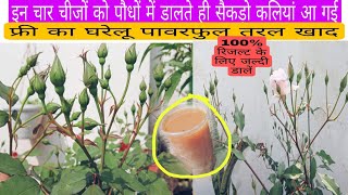 How to get maximum flowers on rose plant / 4 chijon ko paudhon mein dalte hi saikdon kaliyan a gai