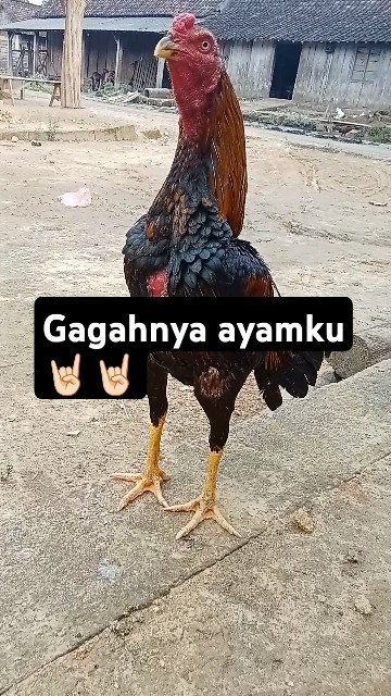 ayam Bangkok asli Thailand...? #ayambangkok