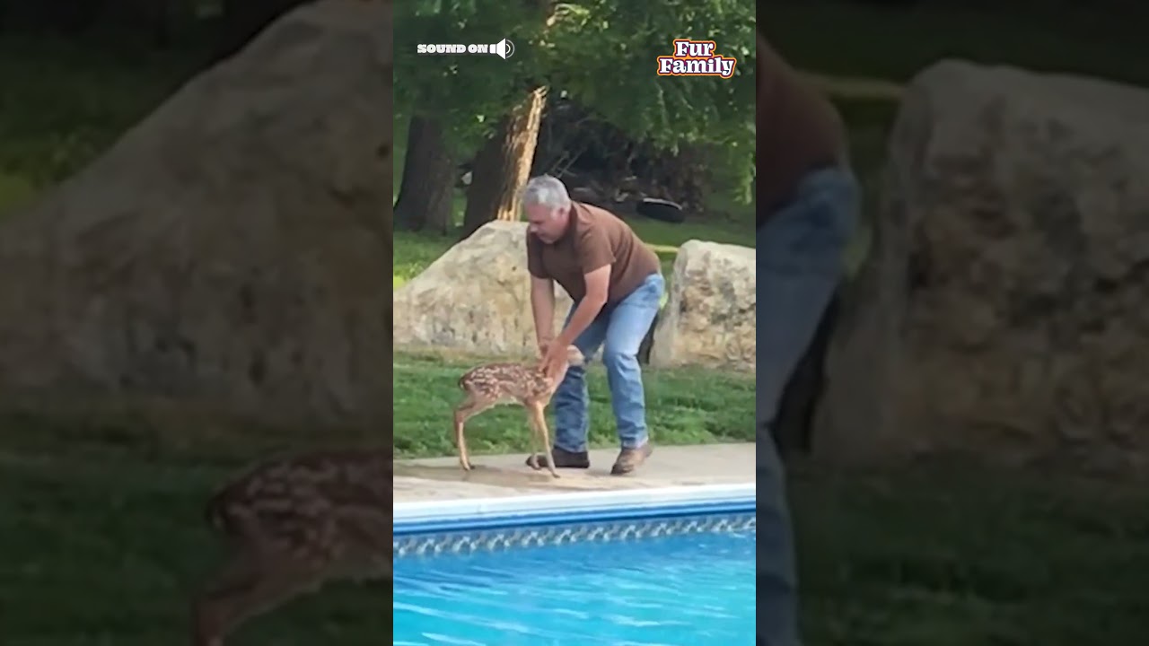 Man Rescues Baby Deer From Drowning in Pool