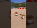 【沼る可愛さ😭】砂浜に体をうずめて「太陽と海」を全力で満喫する柴犬。最高の笑顔に癒やされるwww #柴犬 #海辺の日常