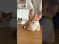 Cat Thinks She's Next When Owner Cuts Cake That Looks Exactly Like Her