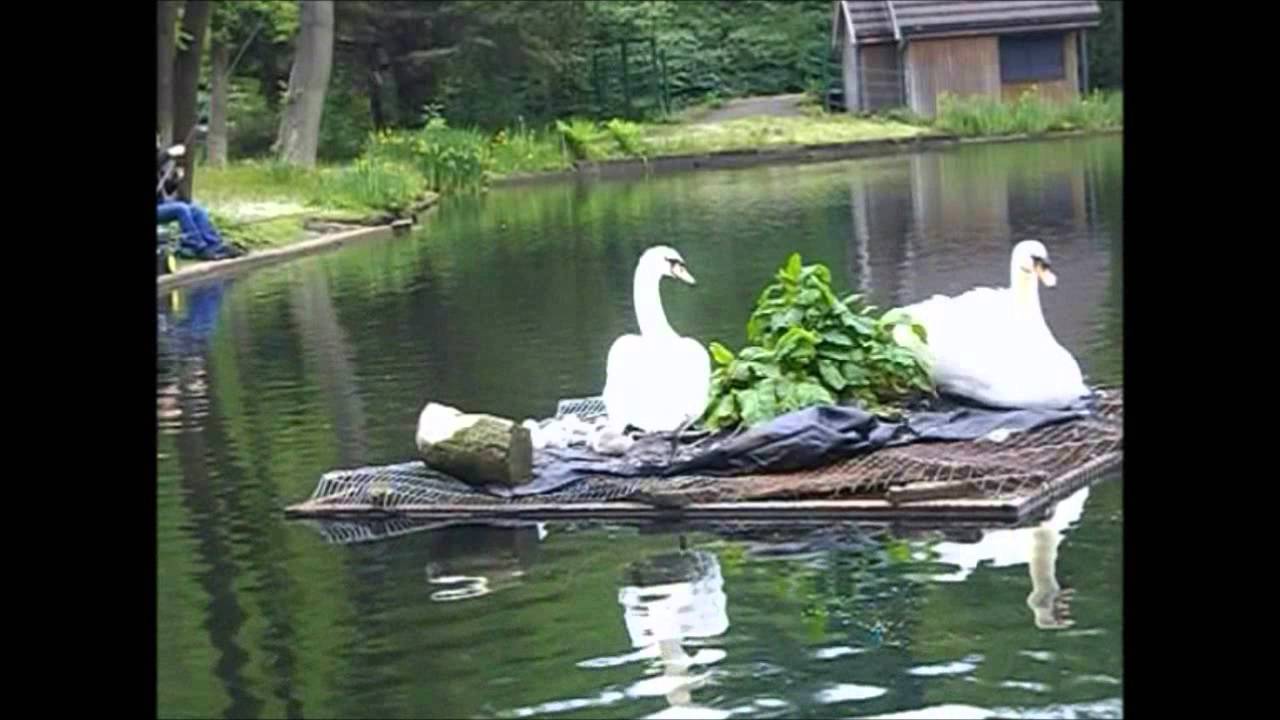 DUCKS AND DRAKES AND GEESE AND SWANS - YouTube