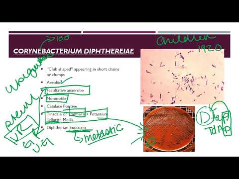 Corynebacterium