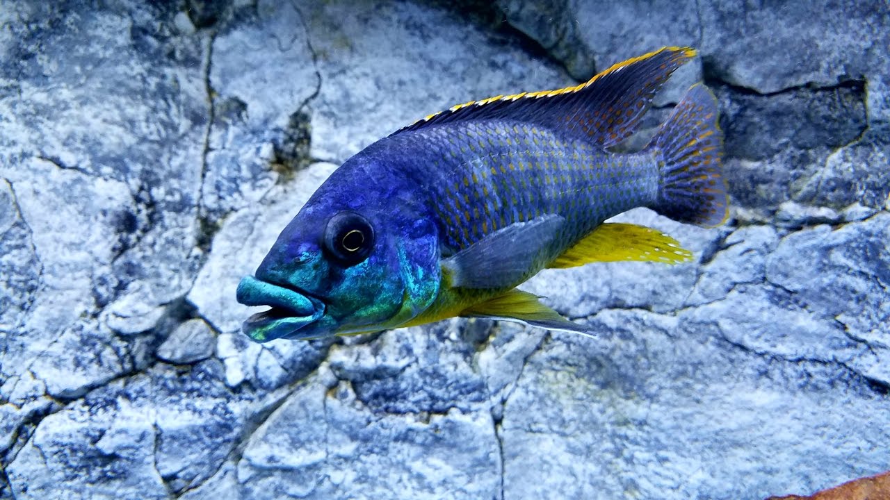 aquarium plants Update on Every Fish in My Show Tank And Where I Got Them