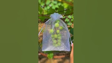 Túi Bọc Trái Cây, Hoa Quả Ổi, Bưởi, Xoài, Na, Nhiều Kích Thước.