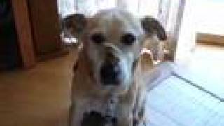 Dog that eats bread on his nose