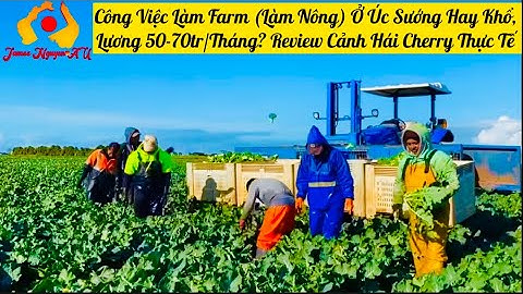 Công Việc Làm Farm (Làm Nông) Ở Úc Sướng Hay Khổ, Lương 50-70tr/Tháng?  Cảnh Hái Cherry Thực Tế