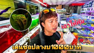 เดินซื้อปลาสวยงามด้วยงบ1,000บาทที่ อันดามันเชียงราย