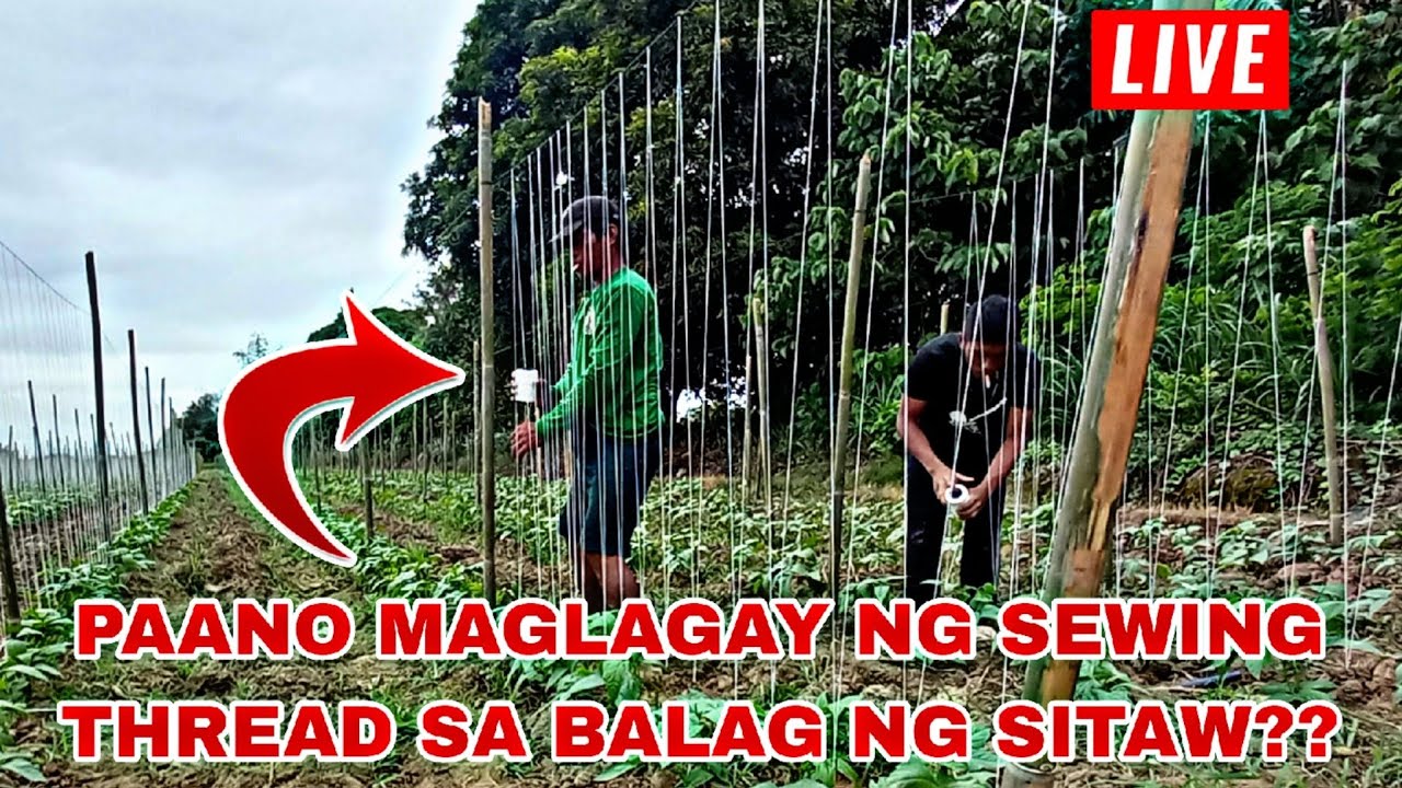 PAANO MAGLAGAY NG SEWING THREAD SA BALAG NG SITAW???LIVE