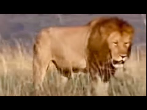 King lion pride in Africa - BBC wildlife