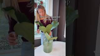 How to successfully chop and propagate your Fiddle Leaf Fig #plants