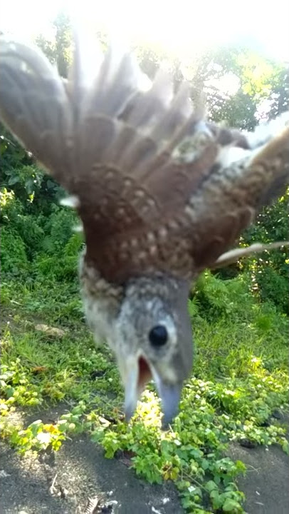 Busak sedaman serindit malinau 63 vs raja wali