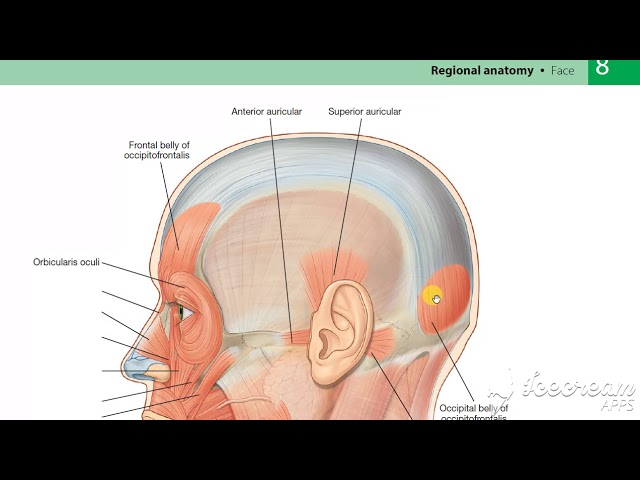 Occipito frontalis muscle - YouTube