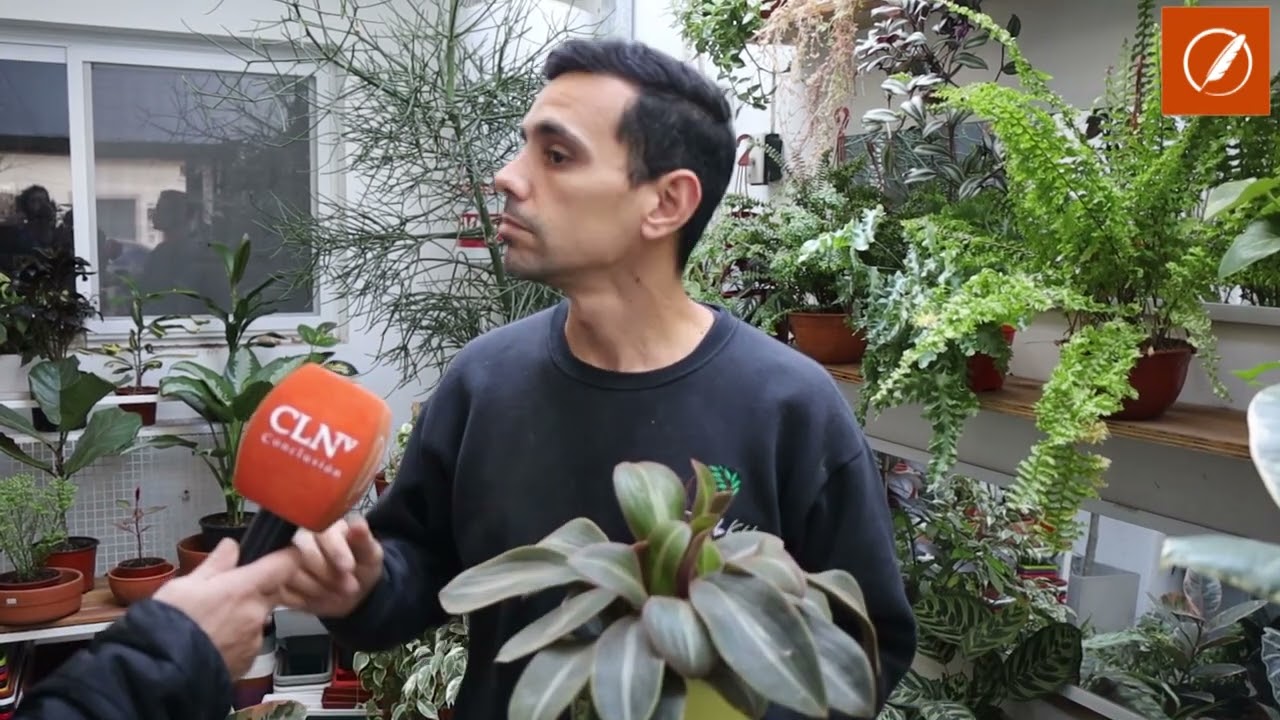 La Siderasis Fuscata: hojas de terciopelo, se adapta a interiores luminosos o exteriores a la sombra