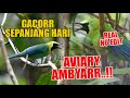 Cucak ranting gacor dor di aviary alam masteran murai langsung ngamuk dengar ini   real no edit 